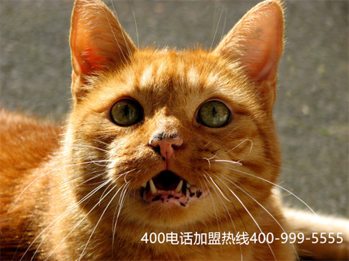 (電信400電話和移動(dòng)400電話哪個(gè)好?)(中國移動(dòng)400電話常見問題)
